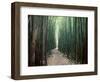 Bamboo Forest, Haleakala National Park, Maui-Stuart Westmorland-Framed Photographic Print