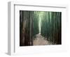 Bamboo Forest, Haleakala National Park, Maui-Stuart Westmorland-Framed Photographic Print