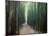 Bamboo Forest, Haleakala National Park, Maui-Stuart Westmorland-Mounted Photographic Print