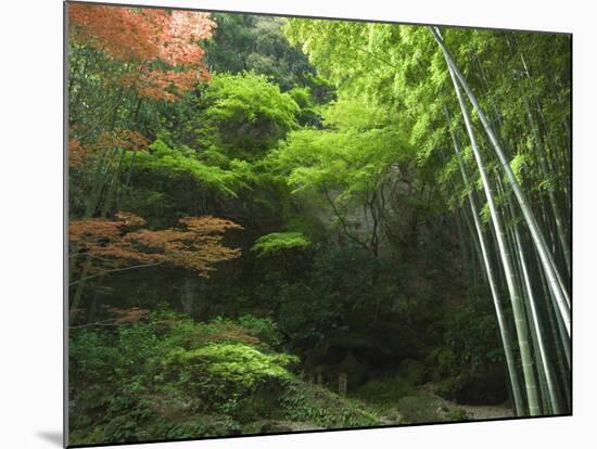 Bamboo Forest, Hokokuji Temple Garden, Kamakura, Kanagawa Prefecture, Japan, Asia-Christian Kober-Mounted Photographic Print