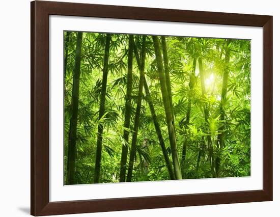 Bamboo Forest I-Kuma-Framed Art Print