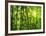 Bamboo Forest I-Kuma-Framed Art Print