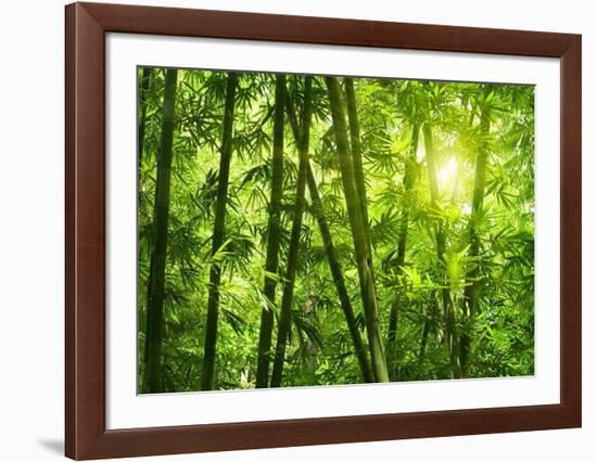 Bamboo Forest I-Kuma-Framed Art Print