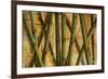 Bamboo Forest I-Patricia Pinto-Framed Art Print