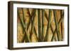 Bamboo Forest I-Patricia Pinto-Framed Art Print