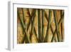 Bamboo Forest I-Patricia Pinto-Framed Art Print