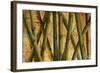 Bamboo Forest I-Patricia Pinto-Framed Art Print