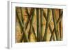 Bamboo Forest I-Patricia Pinto-Framed Premium Giclee Print