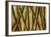 Bamboo Forest II-Patricia Pinto-Framed Premium Giclee Print