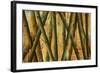 Bamboo Forest II-Patricia Pinto-Framed Art Print