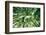 Bamboo Forest in Japan-StockByM-Framed Photographic Print