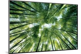 Bamboo Forest in Japan-StockByM-Mounted Photographic Print