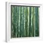 Bamboo Forest in Kyoto-Micha Pawlitzki-Framed Premium Photographic Print