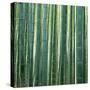 Bamboo Forest in Kyoto-Micha Pawlitzki-Stretched Canvas