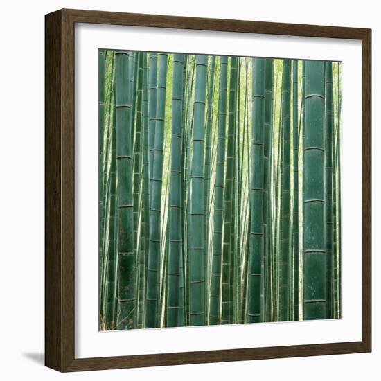 Bamboo Forest in Kyoto-Micha Pawlitzki-Framed Photographic Print