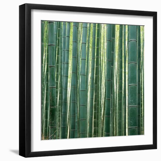 Bamboo Forest in Kyoto-Micha Pawlitzki-Framed Photographic Print