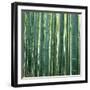 Bamboo Forest in Kyoto-Micha Pawlitzki-Framed Photographic Print