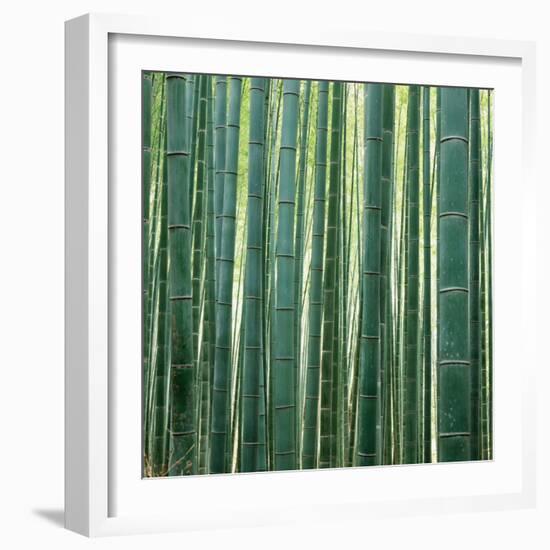 Bamboo Forest in Kyoto-Micha Pawlitzki-Framed Photographic Print