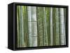 Bamboo Forest in Sagano-Rudy Sulgan-Framed Stretched Canvas