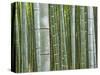 Bamboo Forest in Sagano-Rudy Sulgan-Stretched Canvas