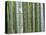 Bamboo Forest in Sagano-Rudy Sulgan-Stretched Canvas