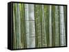 Bamboo Forest in Sagano-Rudy Sulgan-Framed Stretched Canvas