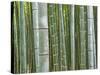 Bamboo Forest in Sagano-Rudy Sulgan-Stretched Canvas