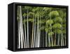 Bamboo Forest in Sagano-Rudy Sulgan-Framed Stretched Canvas