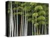 Bamboo Forest in Sagano-Rudy Sulgan-Stretched Canvas