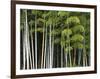 Bamboo Forest in Sagano-Rudy Sulgan-Framed Photographic Print