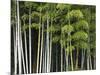 Bamboo Forest in Sagano-Rudy Sulgan-Mounted Photographic Print