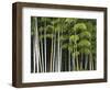 Bamboo Forest in Sagano-Rudy Sulgan-Framed Photographic Print