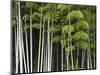 Bamboo Forest in Sagano-Rudy Sulgan-Mounted Photographic Print