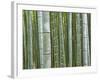 Bamboo Forest in Sagano-Rudy Sulgan-Framed Photographic Print