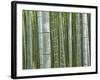 Bamboo Forest in Sagano-Rudy Sulgan-Framed Photographic Print