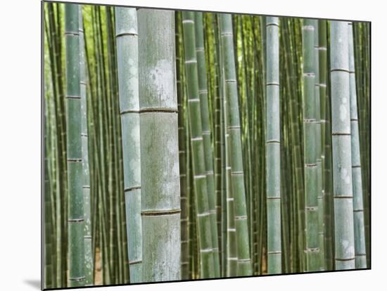Bamboo Forest in Sagano-Rudy Sulgan-Mounted Photographic Print