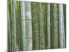 Bamboo Forest in Sagano-Rudy Sulgan-Mounted Photographic Print