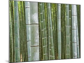 Bamboo Forest in Sagano-Rudy Sulgan-Mounted Photographic Print