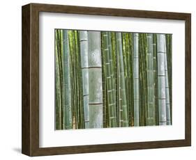 Bamboo Forest in Sagano-Rudy Sulgan-Framed Photographic Print