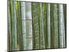 Bamboo Forest in Sagano-Rudy Sulgan-Mounted Photographic Print