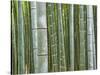 Bamboo Forest in Sagano-Rudy Sulgan-Stretched Canvas