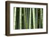 Bamboo forest in Shoren-in temple, Kyoto, Japan-Damien Douxchamps-Framed Photographic Print