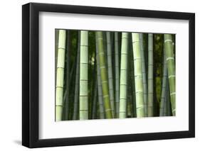 Bamboo forest in Shoren-in temple, Kyoto, Japan-Damien Douxchamps-Framed Photographic Print