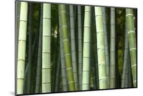 Bamboo forest in Shoren-in temple, Kyoto, Japan-Damien Douxchamps-Mounted Photographic Print