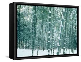 Bamboo Forest in Snow, Nishiyama, Kyoto, Japan-null-Framed Stretched Canvas