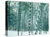 Bamboo Forest in Snow, Nishiyama, Kyoto, Japan-null-Stretched Canvas