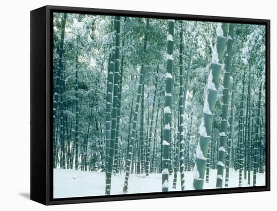 Bamboo Forest in Snow, Nishiyama, Kyoto, Japan-null-Framed Stretched Canvas