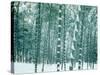 Bamboo Forest in Snow, Nishiyama, Kyoto, Japan-null-Stretched Canvas