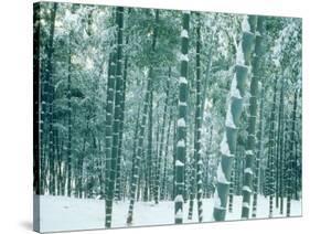 Bamboo Forest in Snow, Nishiyama, Kyoto, Japan-null-Stretched Canvas