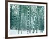 Bamboo Forest in Snow, Nishiyama, Kyoto, Japan-null-Framed Photographic Print